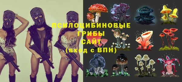 прущие грибы Надым